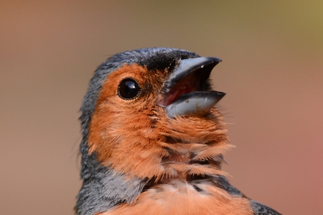 Vink  ♂