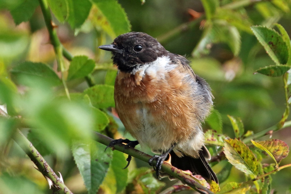 Roodborsttapuit - Vogels - 