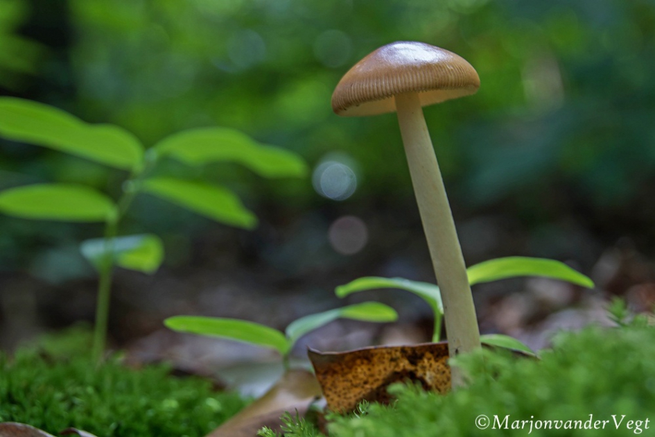 Roodbruine slanke amaniet - Schimmels - roodbruine slanke amaniet