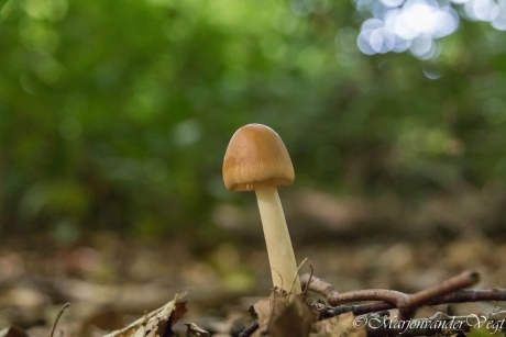 Roodbruine slanke amaniet