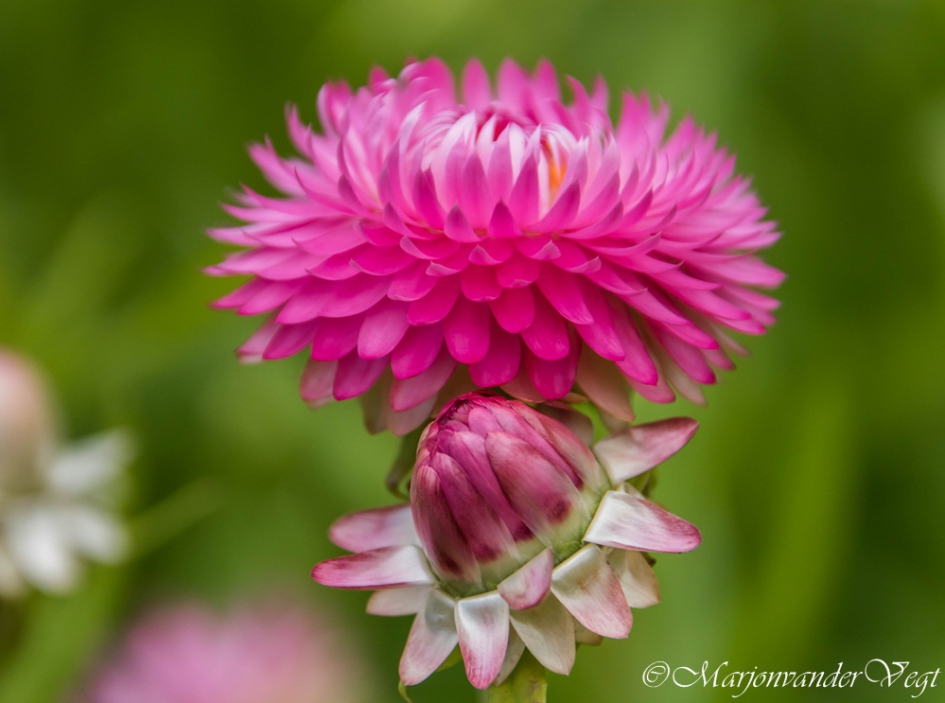 Roze hoed - Planten - Droogbloem