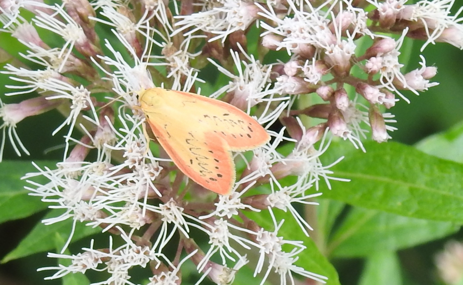 Rozenblaadje op koninginnekruid - Geleedpotigen - Rozenblaadje