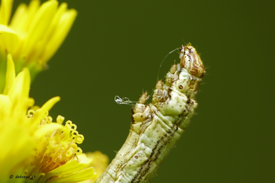 Rups op jakobskruiskruid - Geleedpotigen - 