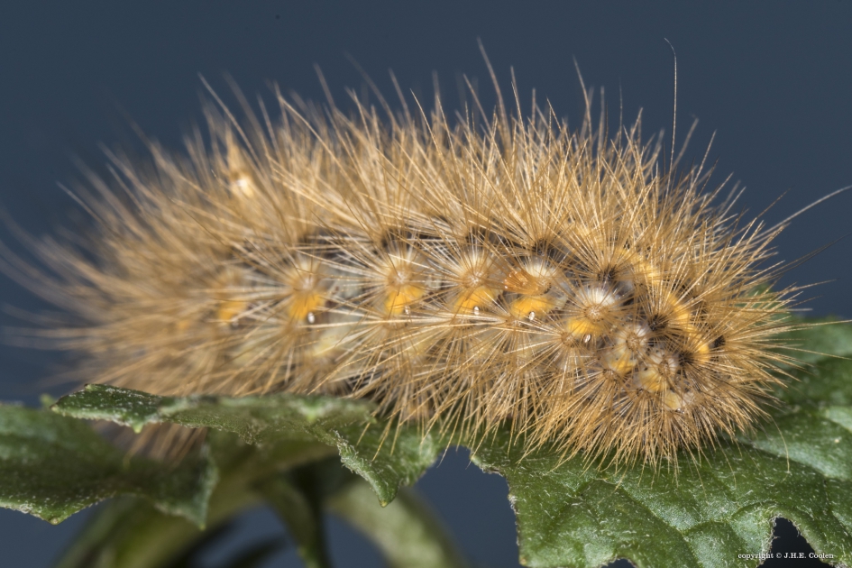 Rups van.. - Geleedpotigen - Kleine beer