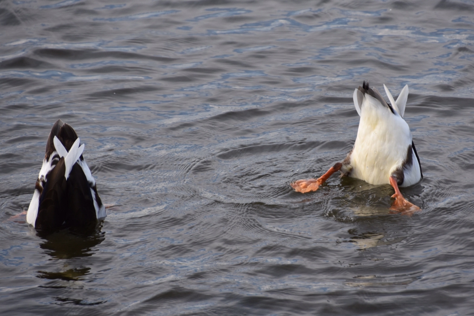 Samen duiken, ja gezellig.... - Vogels - 
