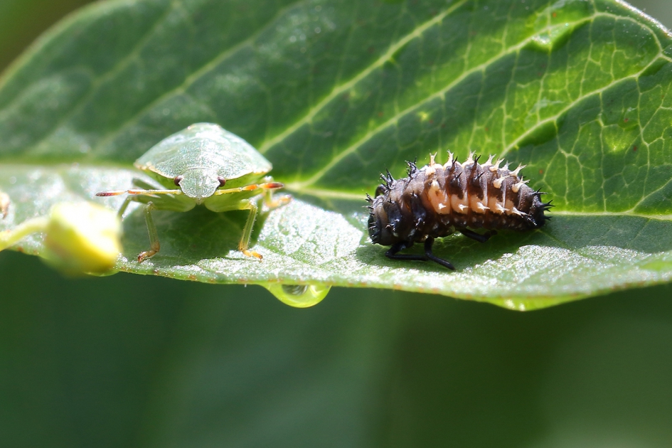 samen in de zon - Geleedpotigen - 