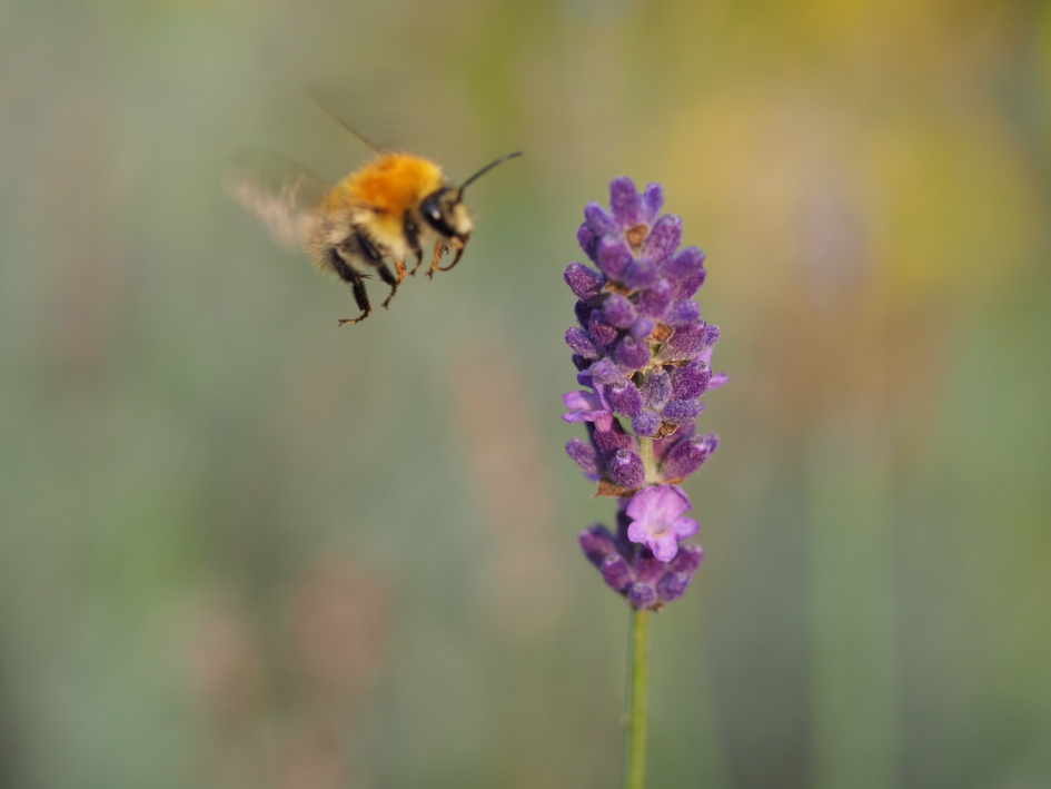 Schilderijtje - Geleedpotigen - 