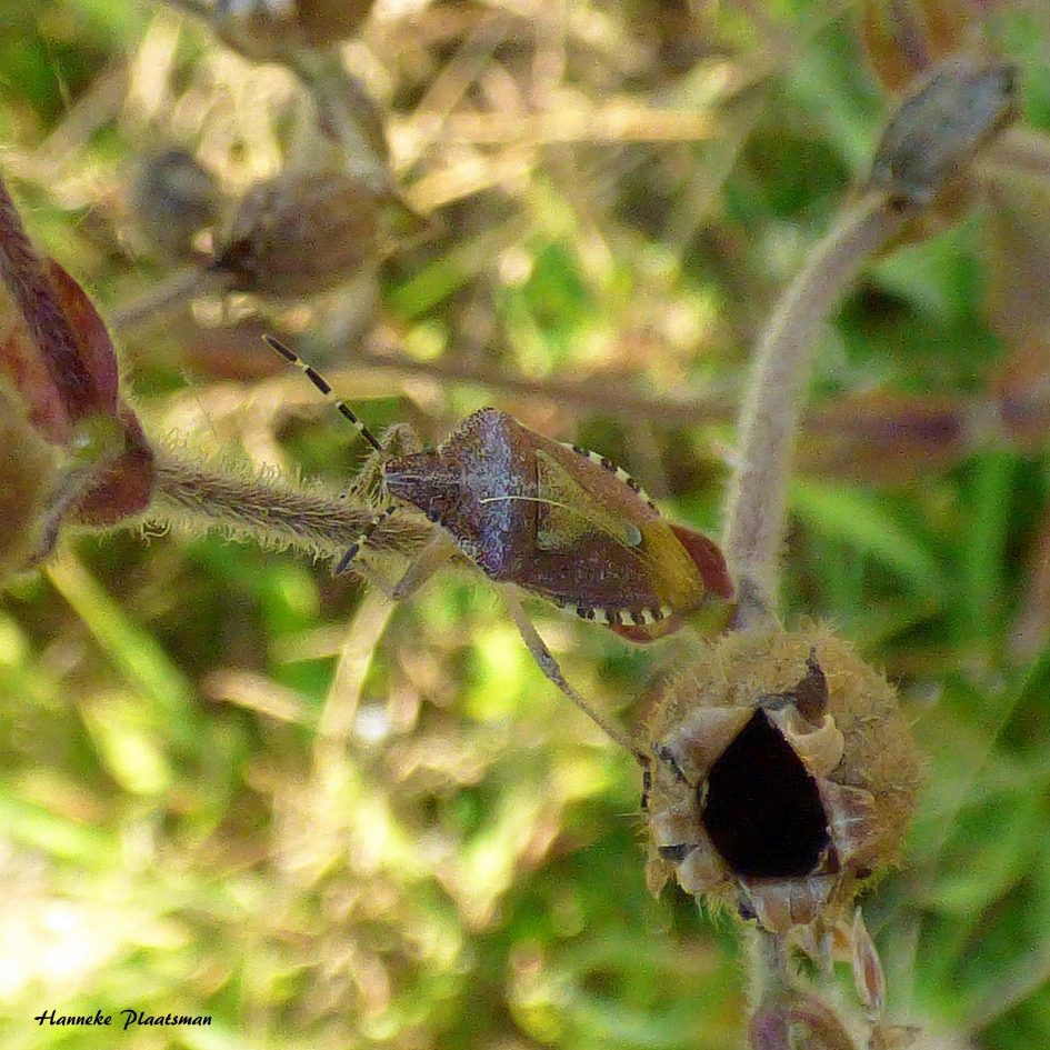 schildwants 2 - Geleedpotigen - Bessenwants