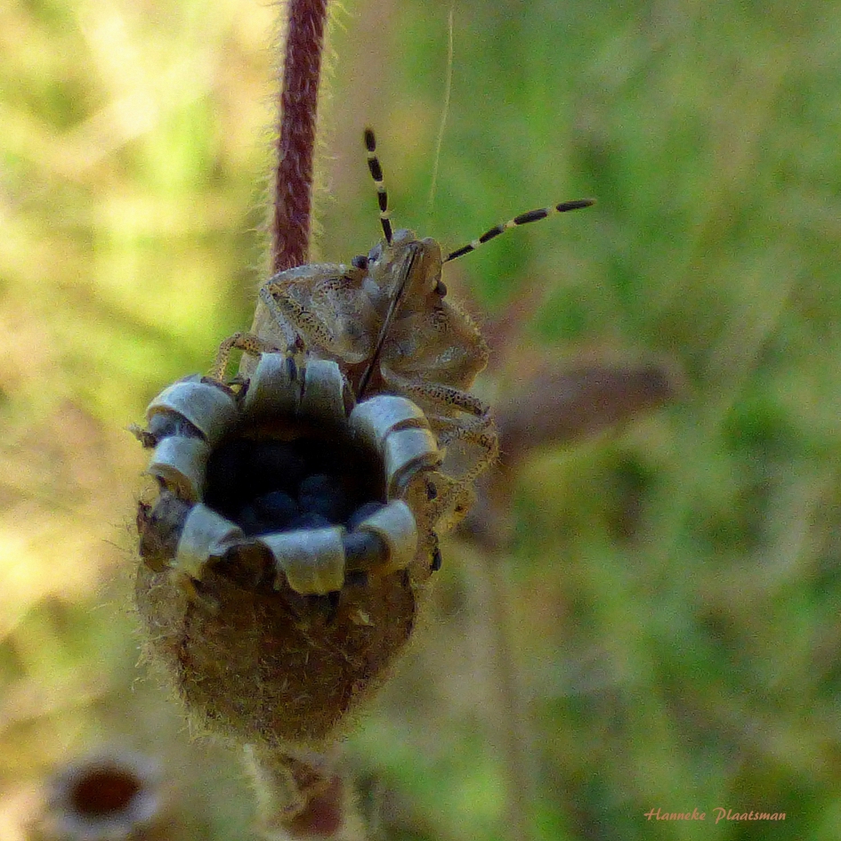 Schildwants - Geleedpotigen - Schildwants