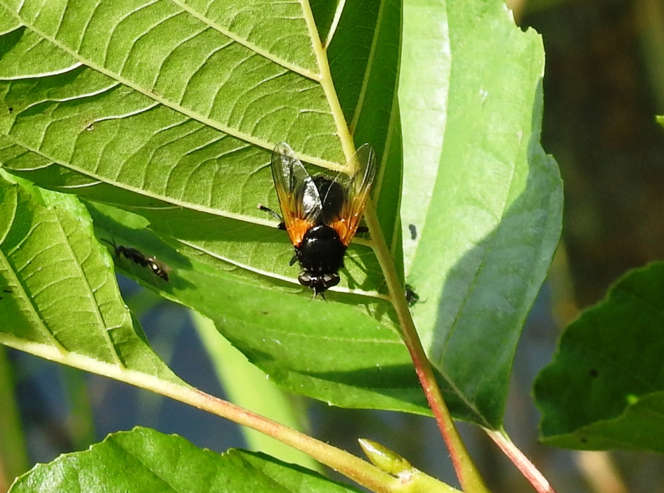 Schorsvlieg - Geleedpotigen - Schorsvlieg