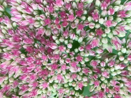 Sedum