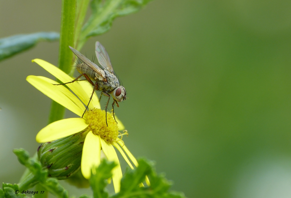 Siphona geniculata - Geleedpotigen - 