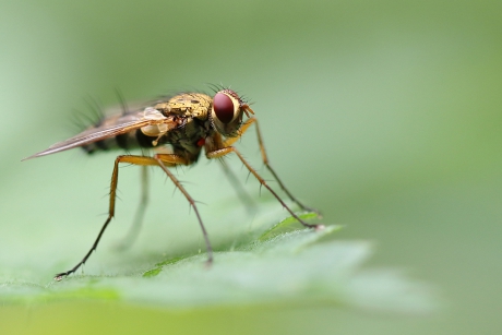 sluipvlieg - een prosena siberita denk ik