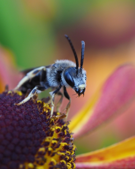 Dwergzandbijtje (?) op helenium