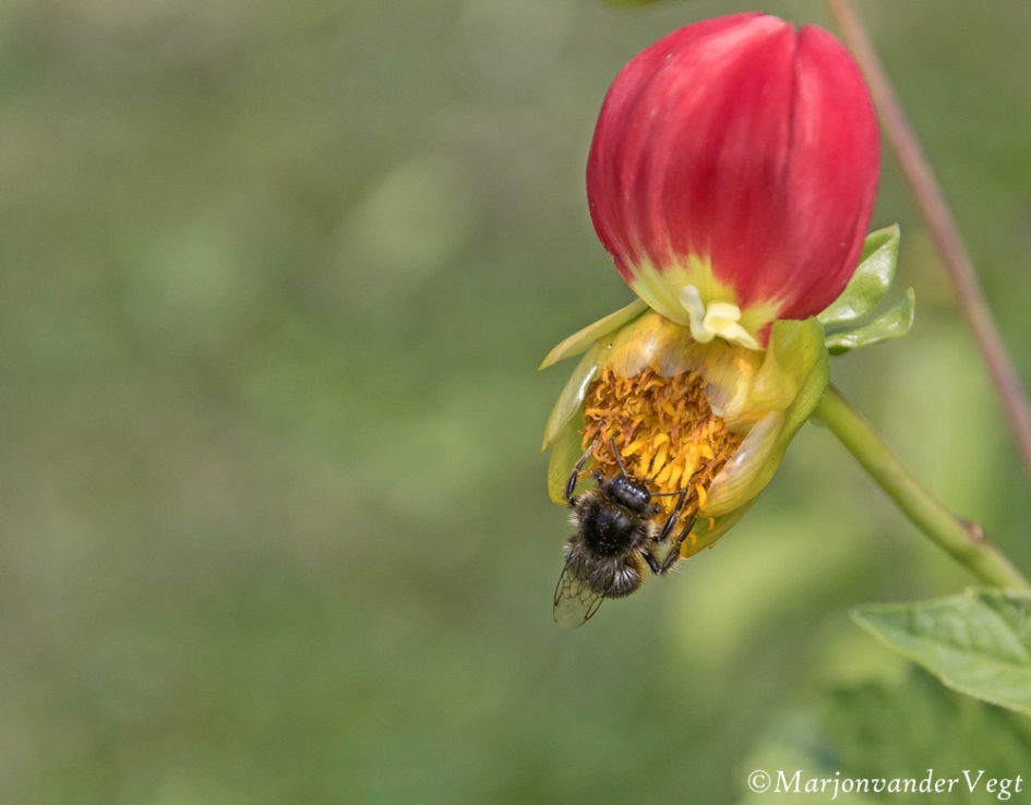Snoepdoos - Geleedpotigen - 