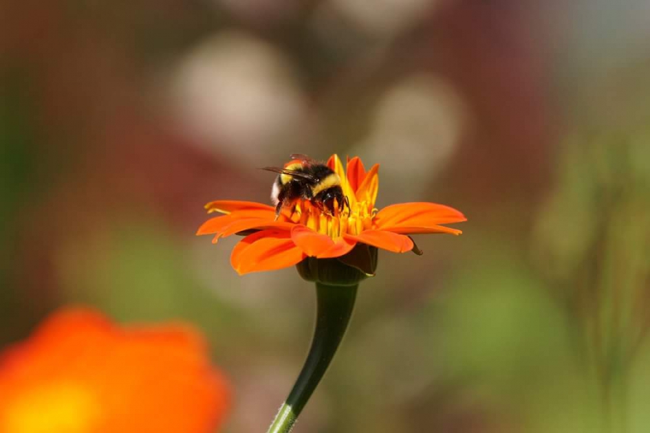 Snoepgoed in de tuin - Geleedpotigen - Hommel