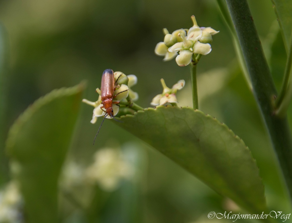 Soldaatje - Geleedpotigen - Soldaatje