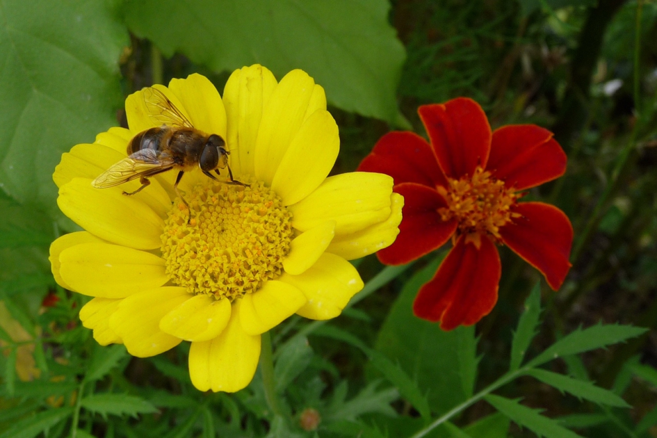 Spaanse kleuren - Planten - 