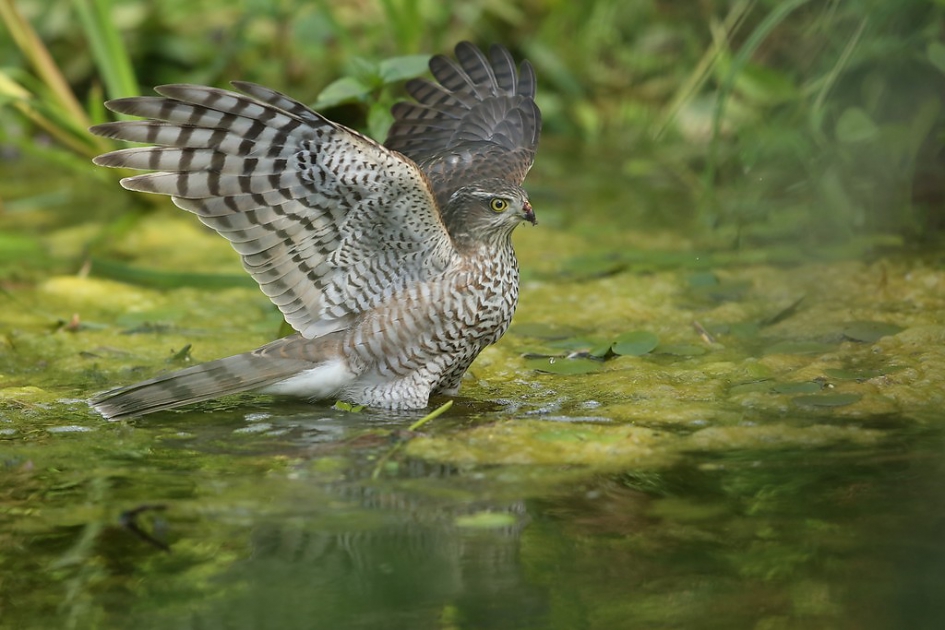 Sperwer. - Vogels - Sperwer