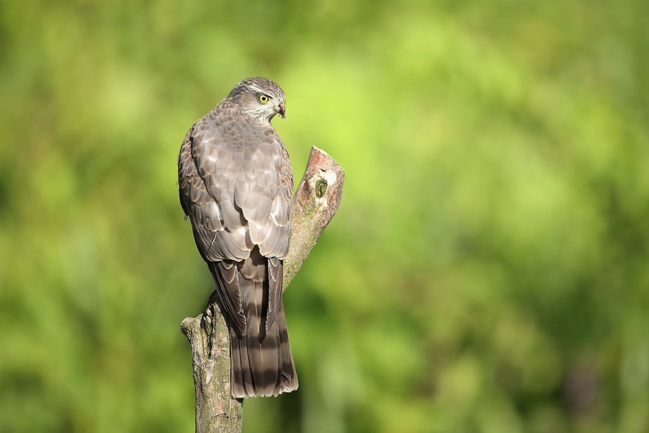 Sperwer op de IJsvogeltak. - Vogels - Sperwer