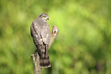 Sperwer op de IJsvogeltak.
