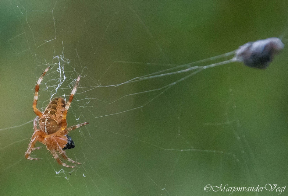 Spin pakt in - Geleedpotigen - kruisspin