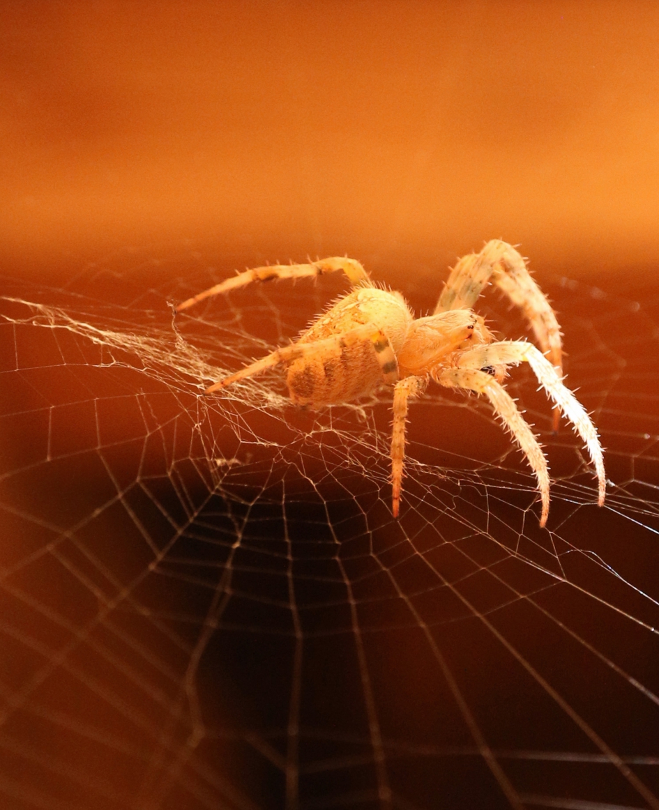 Spinnetje in de schuur - Geleedpotigen - 