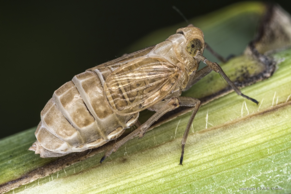 Spoorcicade - Geleedpotigen - Spoorcicades (Delphacidae)