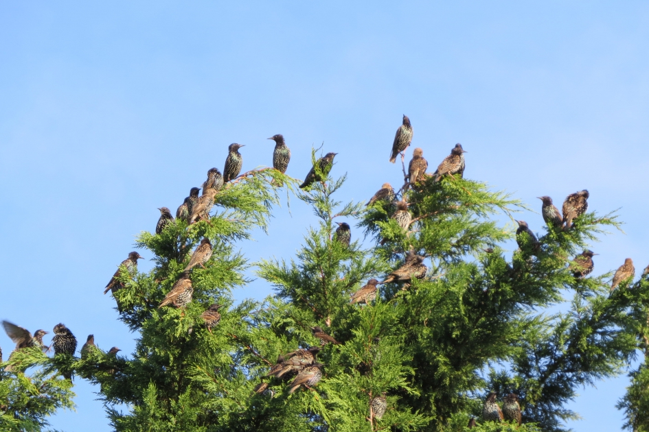 Spreeuwencirkel - Vogels - 