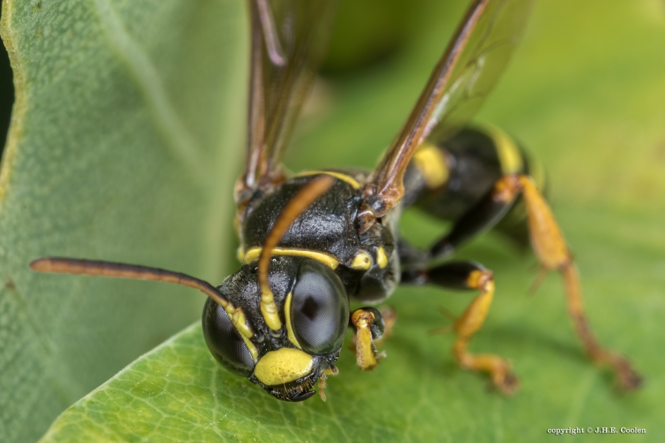 Springcicadedoder - Geleedpotigen - Springcicadendoder