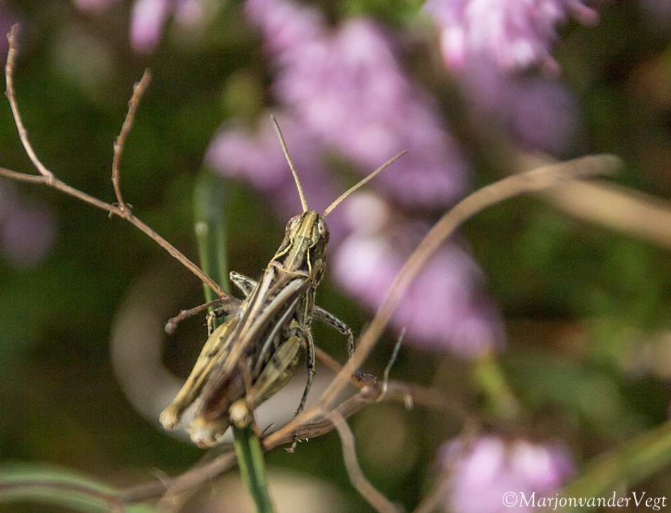 Sprinkhaan - Geleedpotigen - Sprinkhaan