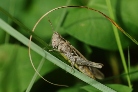 sprinkhaan uit de biguttulus-groep