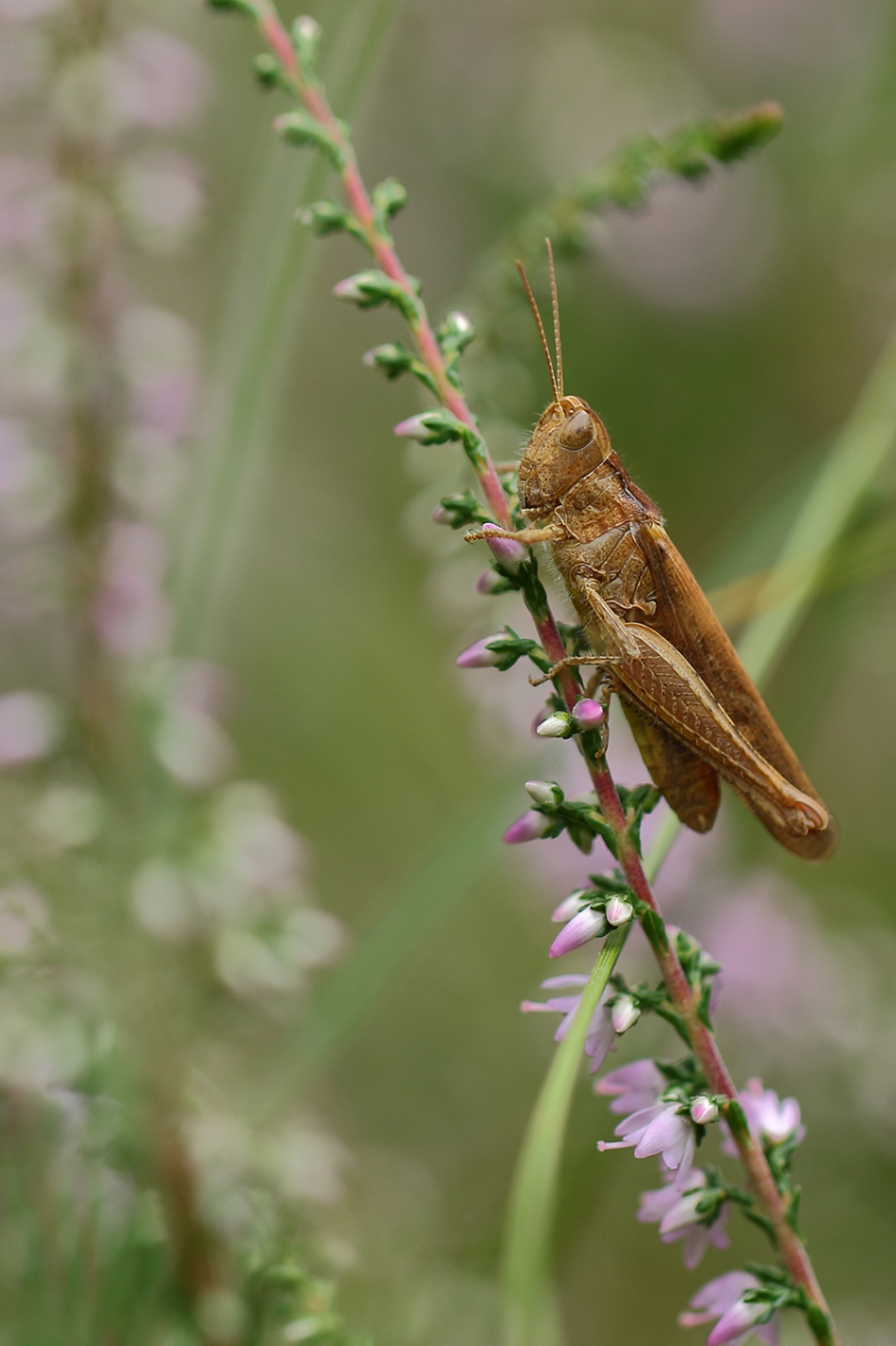 sprinkhaan uit de biguttulus-groep - Geleedpotigen - 