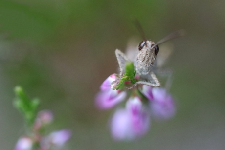 sprinkhaan uit de biguttulus-groep