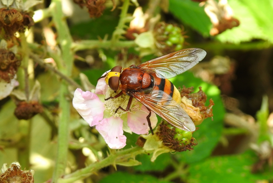 Stadse op het boerenland - Geleedpotigen - Stadsreus