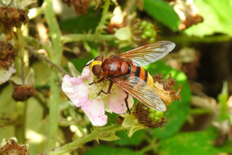 Stadse op het boerenland