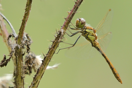 steenrode heidelibel -een niet uitgekleurd mannetje-
