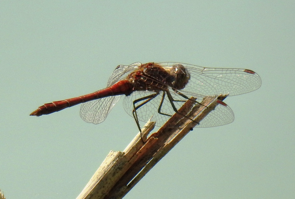 Steenrode heidelibel - Geleedpotigen - Steenrode heidelibel