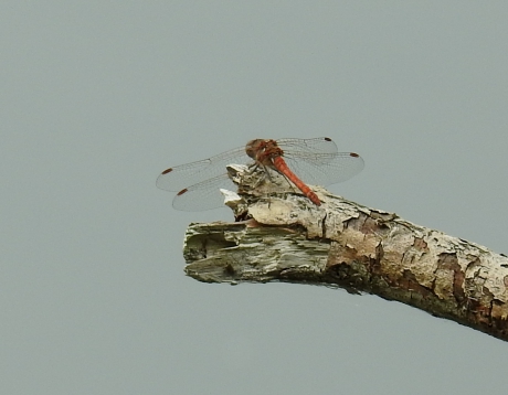 Steenrode heidelibel op de plek waar even eerder een ijsvogel zat