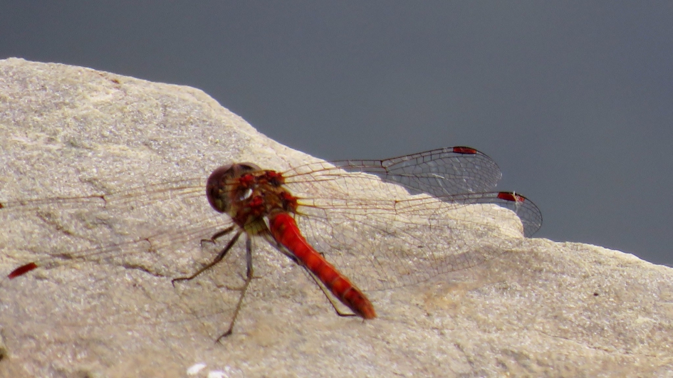 Steenrood - Geleedpotigen - Steenrode heidelibel