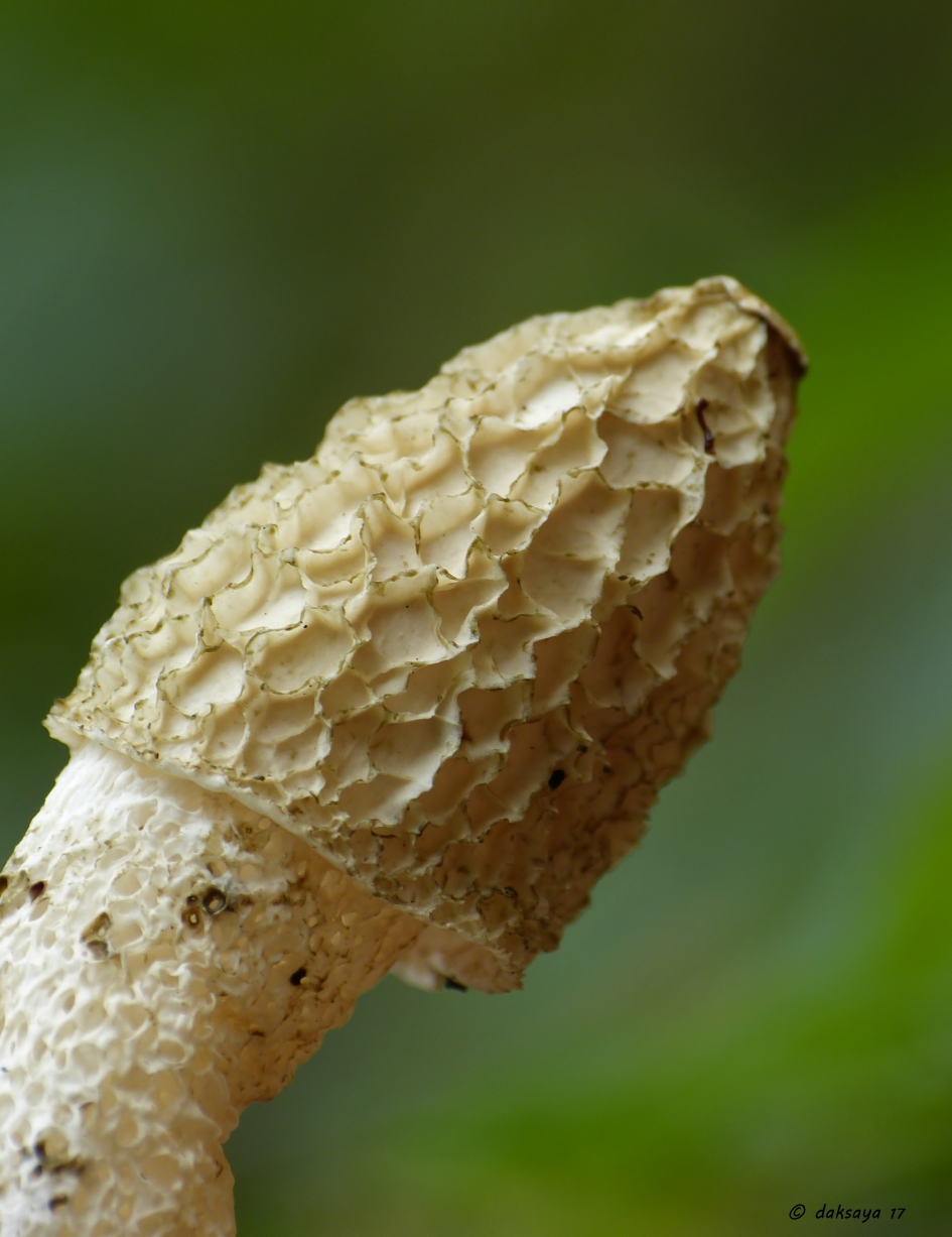 Stinkzwam - Schimmels - 