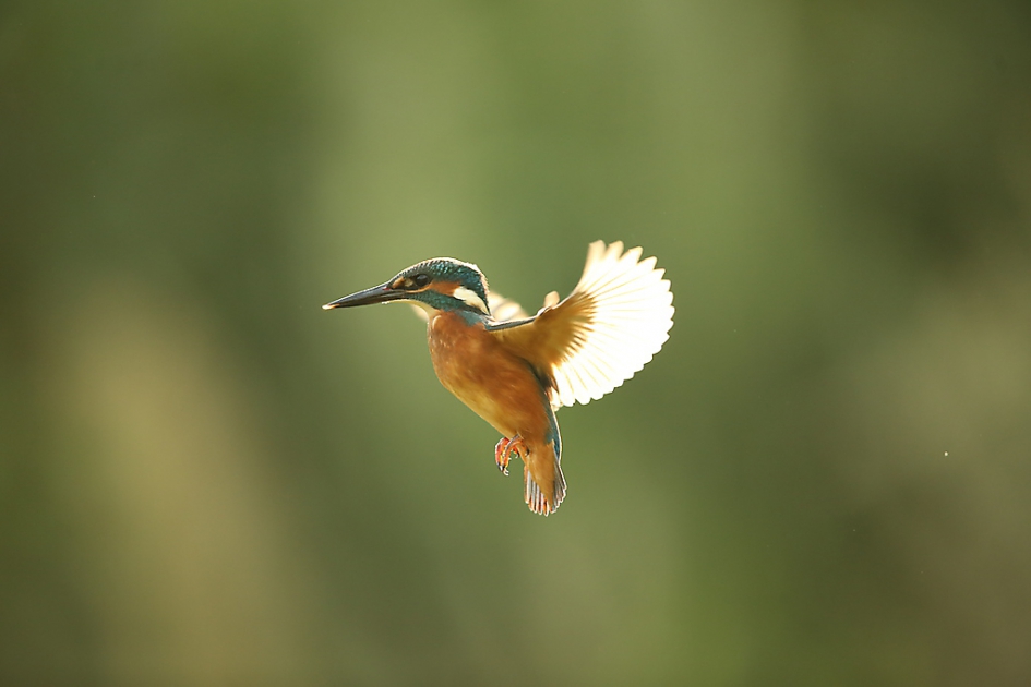 Stralend het middelpunt. - Vogels - IJsvogel
