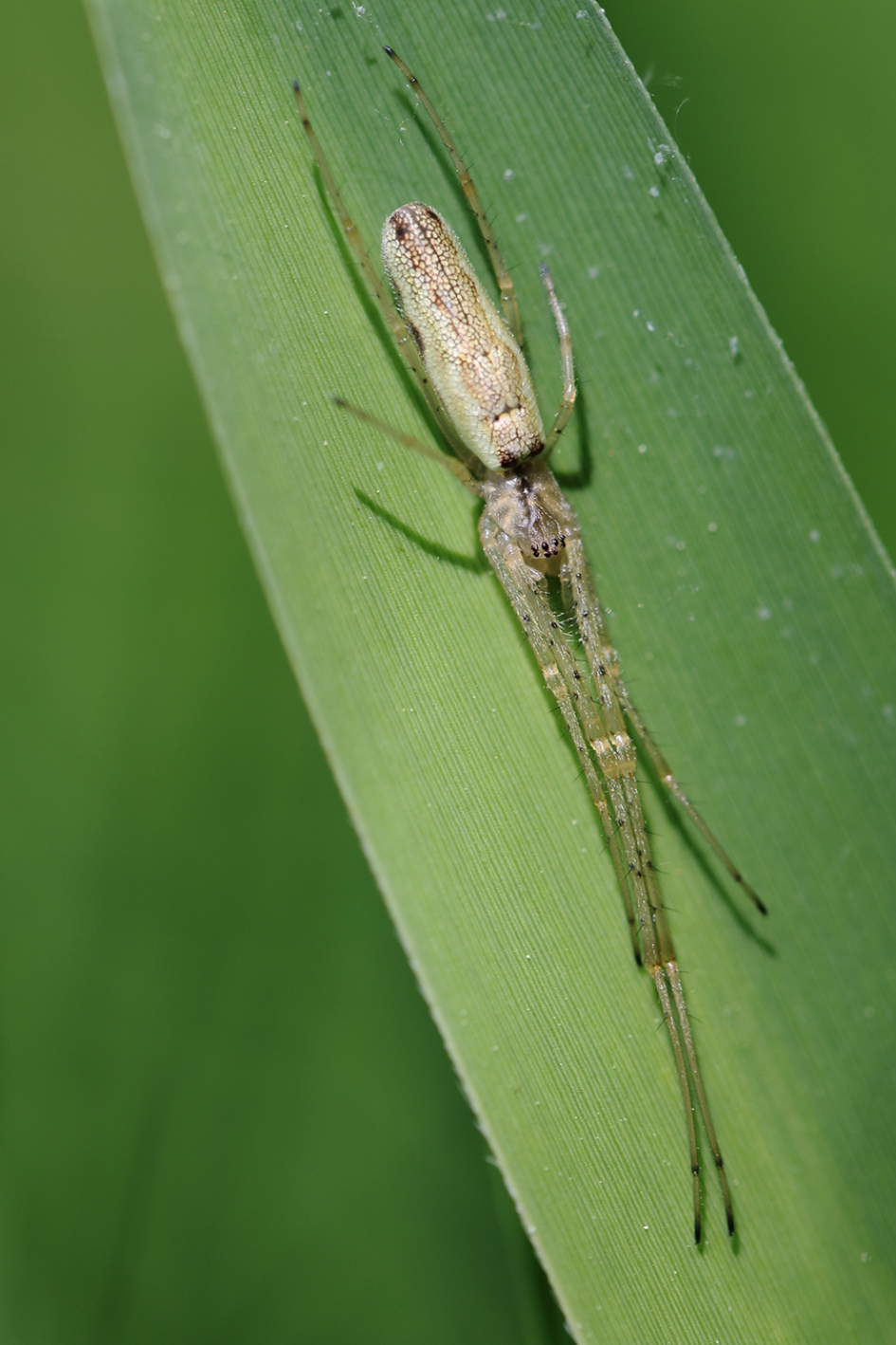 strekspin - Geleedpotigen - 