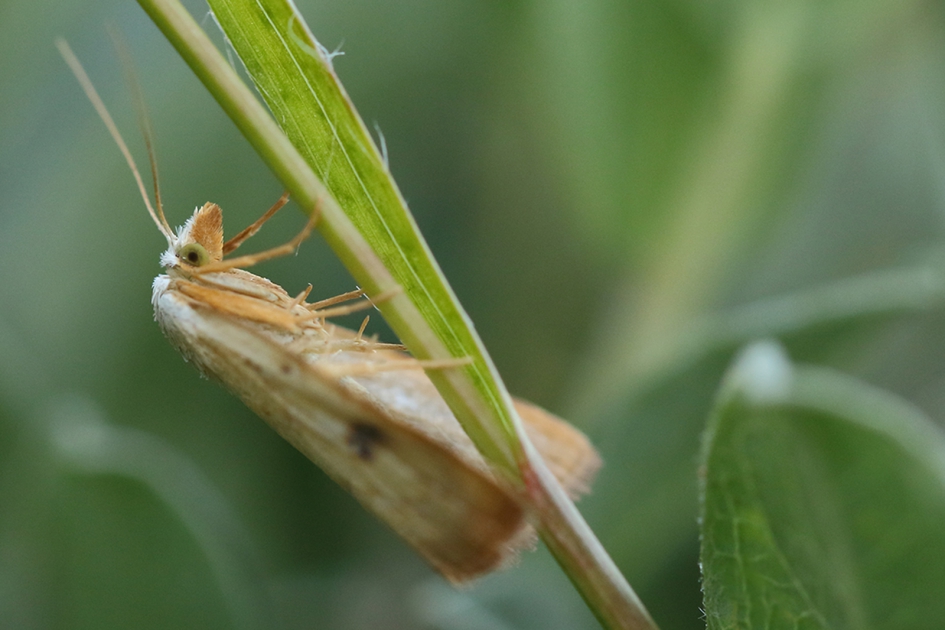 stro-uiltje - Geleedpotigen - 