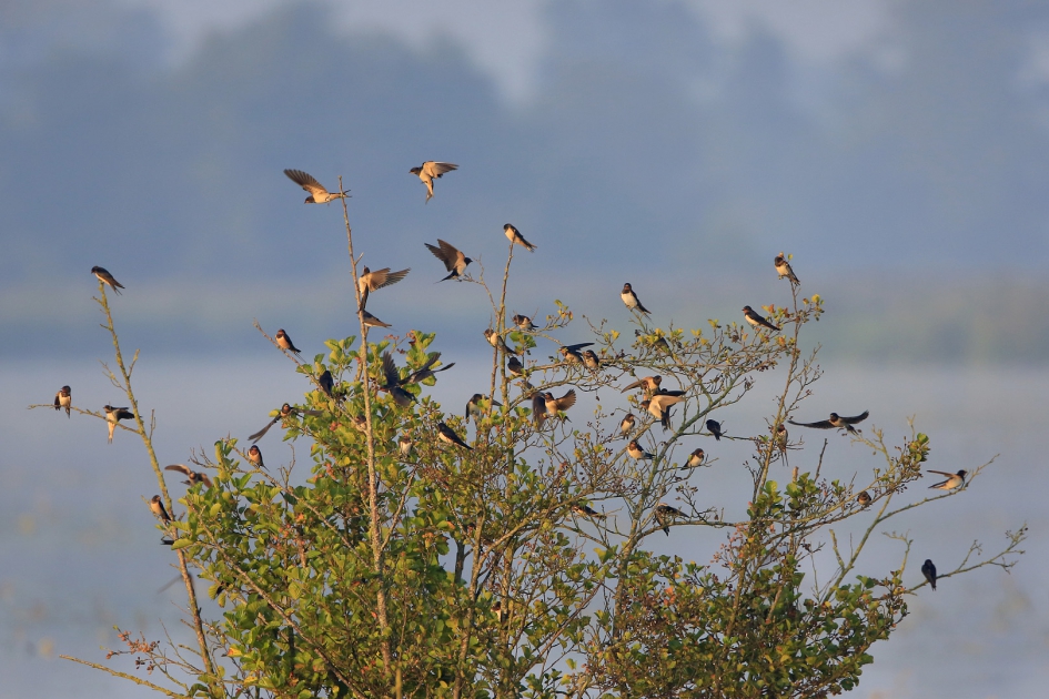 Summertime ... - Vogels - Boerenzwaluw