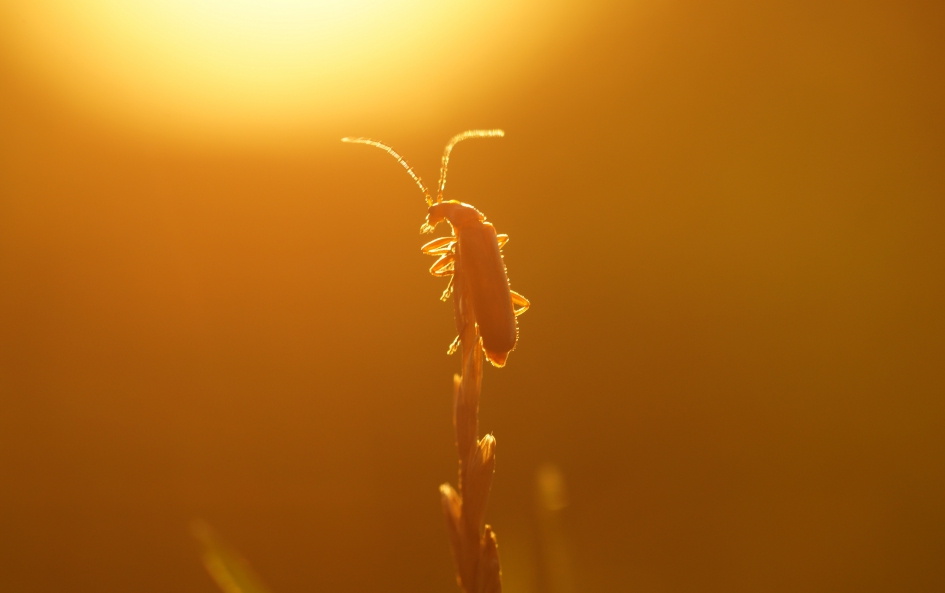 Sunset - Weer en landschap - 