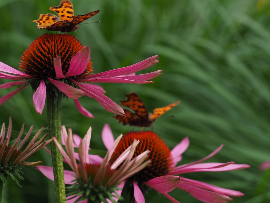 Synchroniteit - Geleedpotigen - 