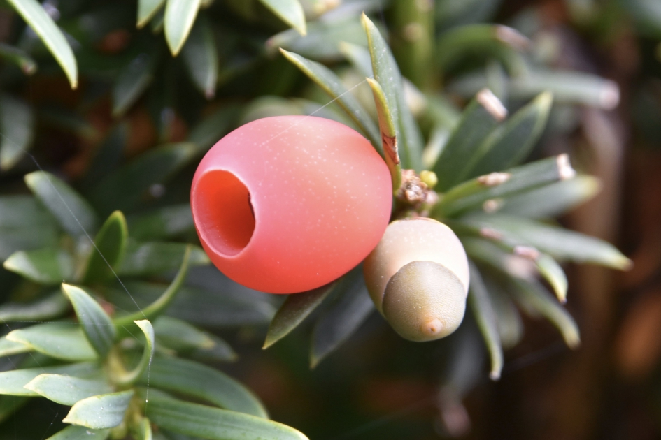 Taxus bes - Planten - 