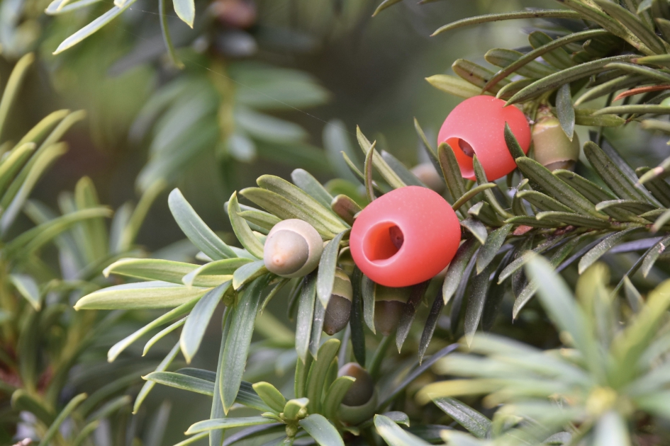 Taxus bessen - Planten - 