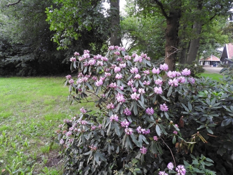 Te laat of te vroeg.    rhododendron in bloei